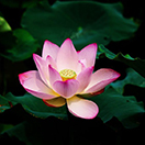 Testimonials 29 học viên kế toán việt hưng