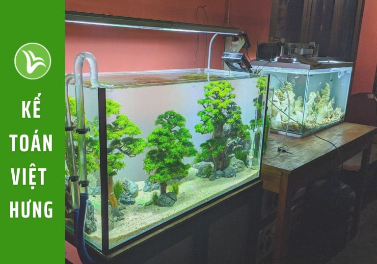 Công việc của kế toán sản xuất cá cảnh theo TT 200 và 133