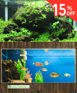 Khóa học kế toán sản xuất công ty kinh doanh cá cảnh